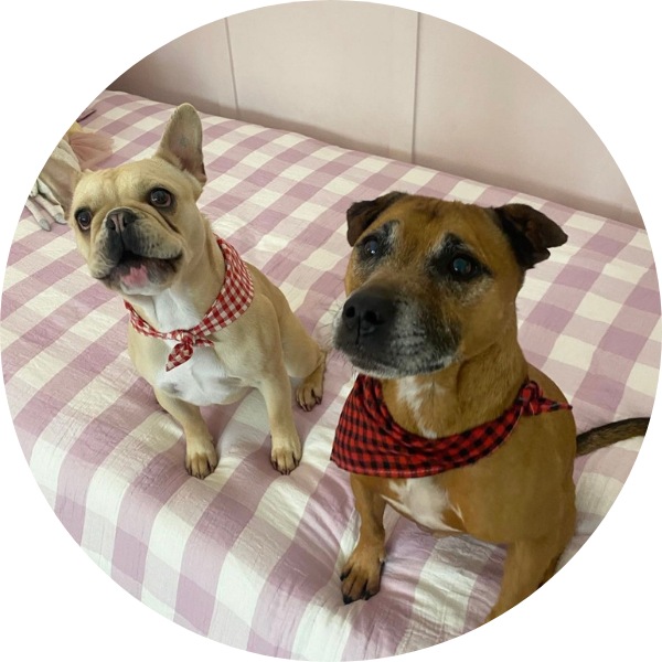 Hannahs Dogs George And Jet Dental House